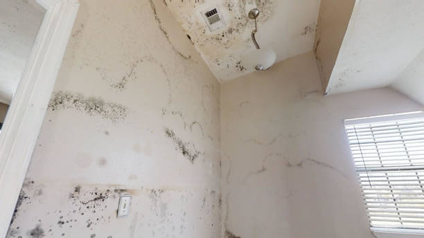 Best Mold Prevention Services  in Greenfield, IA