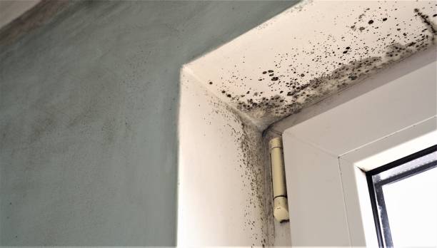 Best Black Mold Removal  in Greenfield, IA