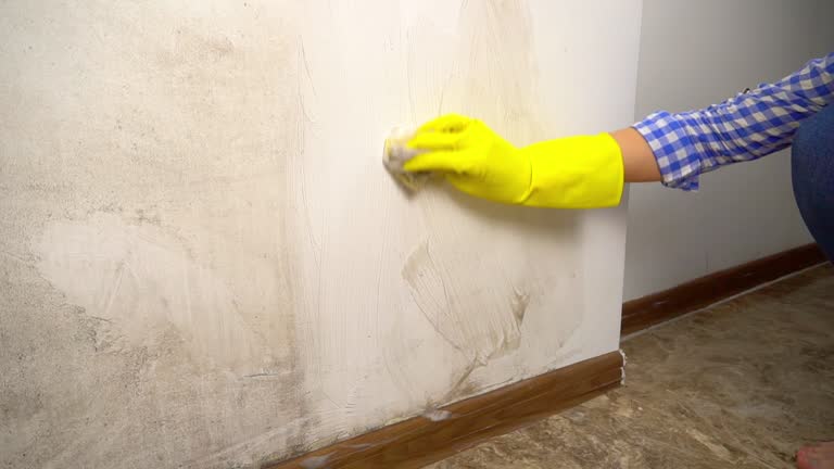 Trusted Greenfield, IA Mold Removal Experts