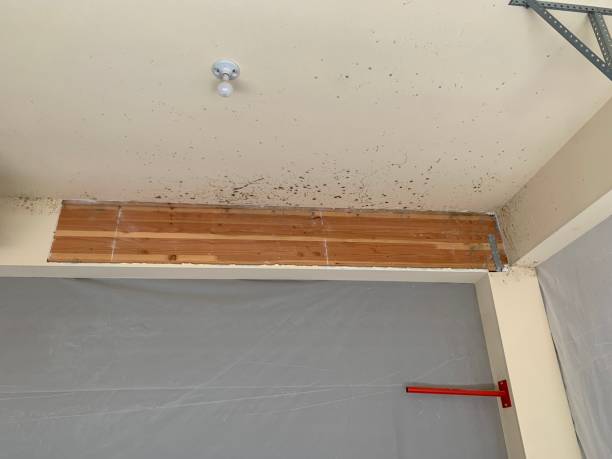 Forensic Mold Investigation in Greenfield, IA